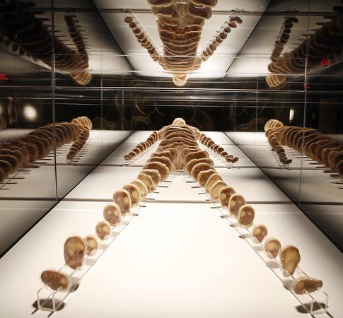 Bodies: The Exhibition